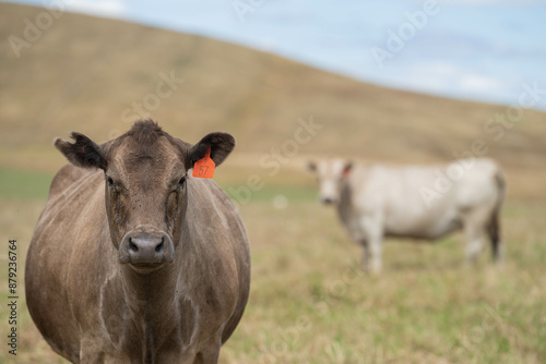 Sustainable Livestock Farming in Australia: Regenerative Practices for Cattle Grazing in Drought Resilient Pastures