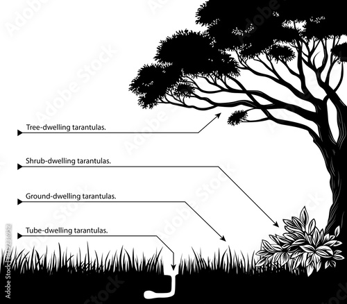 Tarantulas Lifestyles and Species Presentation, Description graphic. Spiders lifestyles, such as arboreal species, ground-dwelling species, bush-dwelling species, and species that live underground. photo
