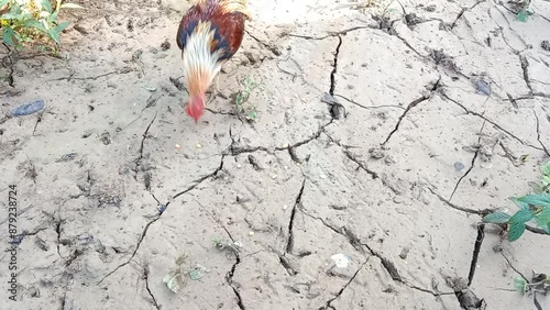 The rooster is eating corn. Close-up portrait of a rooster eating.
