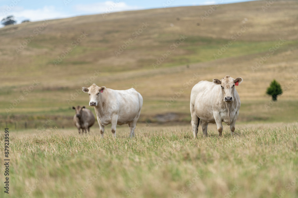 beautiful cattle in Australia eating grass, grazing on pasture. Herd of cows free range beef being regenerative raised on an agricultural farm. Sustainable farming in australia beautiful cattle in Australia eating grass, grazing on pasture. Herd of cows free range beef being regenerative raised on an agricultural farm. Sustainable farming in australia
