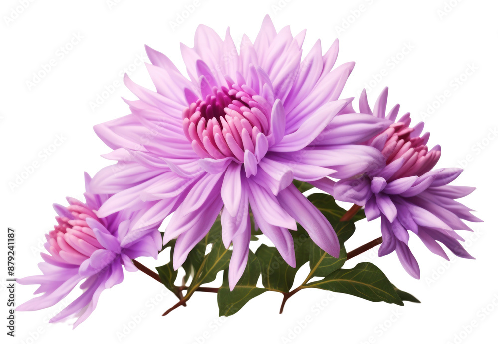 PNG Aster aster blossom flower. PNG Aster aster blossom flower.