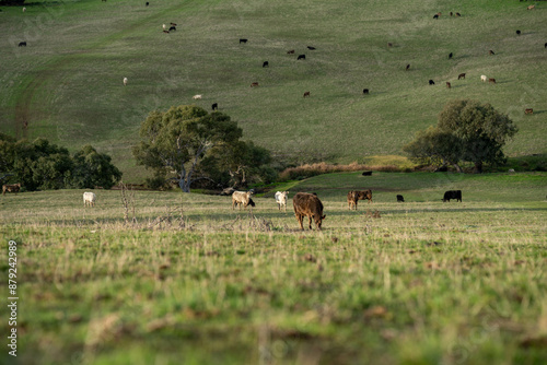 Sustainable Livestock Farming in Australia: Regenerative Practices for Cattle Grazing in Drought Resilient Pastures