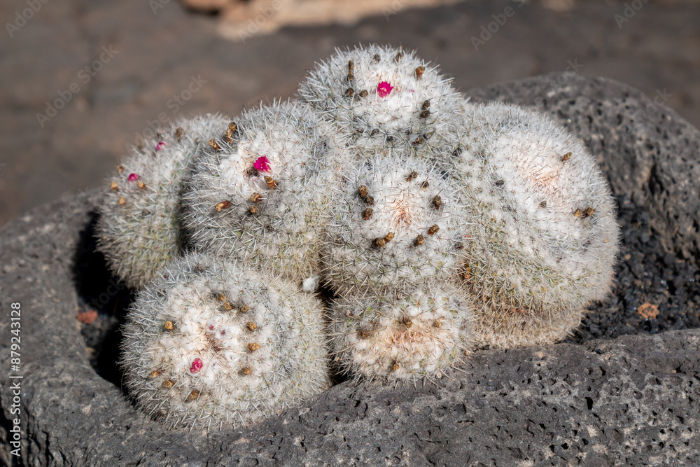 Cactus in the Cactus Garden, Lanzarote, Spain Cactus in the Cactus Garden, Lanzarote, Spain
