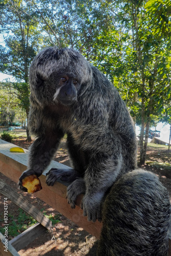 Macaca sylvanus, Saki Monkey.