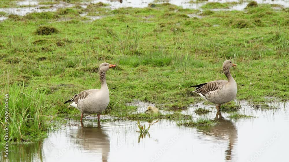 Greylag geese birds in shallow wetland pool with green grass. Greylag geese birds in shallow wetland pool with green grass.