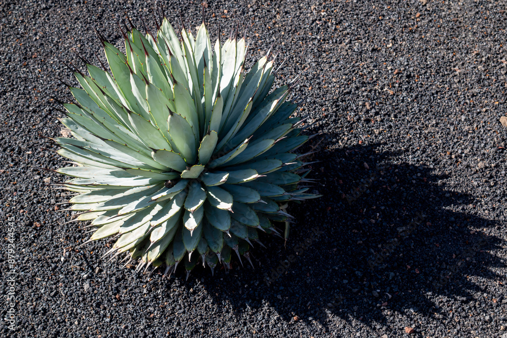 Cactus in the Cactus Garden, Lanzarote, Spain Cactus in the Cactus Garden, Lanzarote, Spain