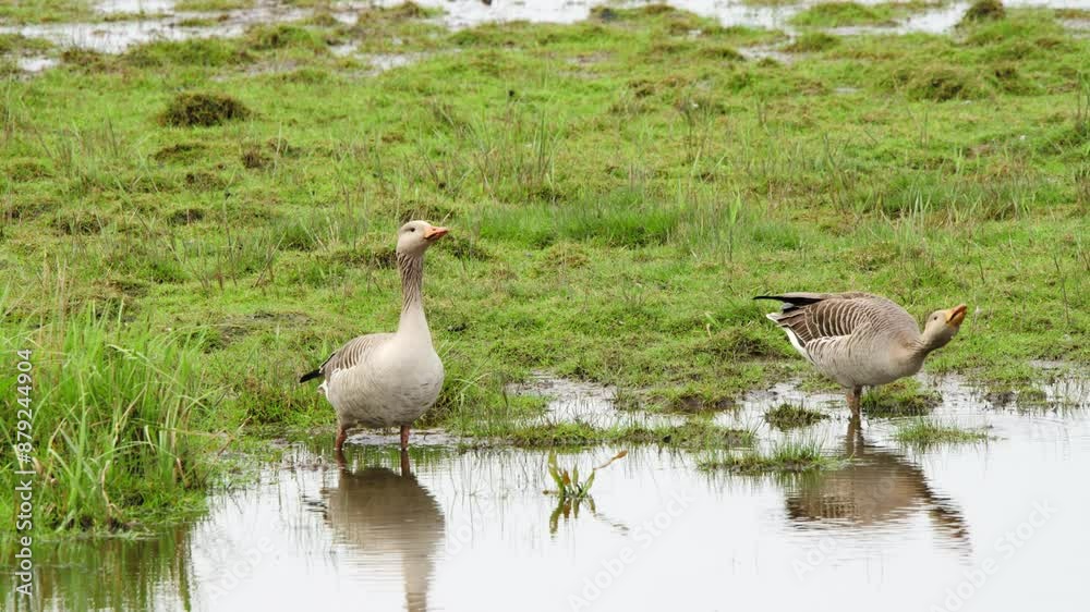 Two greylag geese birds in shallow grassy wetland, drinking water. Two greylag geese birds in shallow grassy wetland, drinking water.