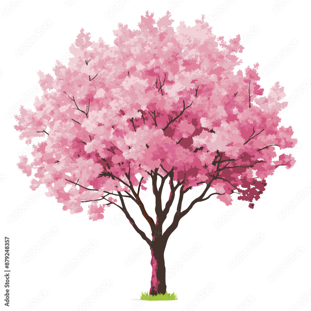 Sakura or pink cherry blossom, Vector watercolor blooming flower tree or forest side view isolated on white background for landscape and architecture drawing,elements for environment or and garden