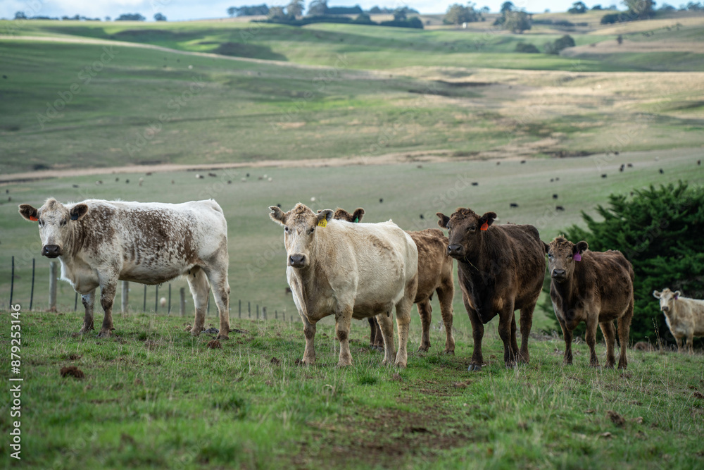 Fototapeta premium Australian wagyu cows grazing in a field on pasture. close up of a black angus cow eating grass in a paddock in springtime in australia and new zealand