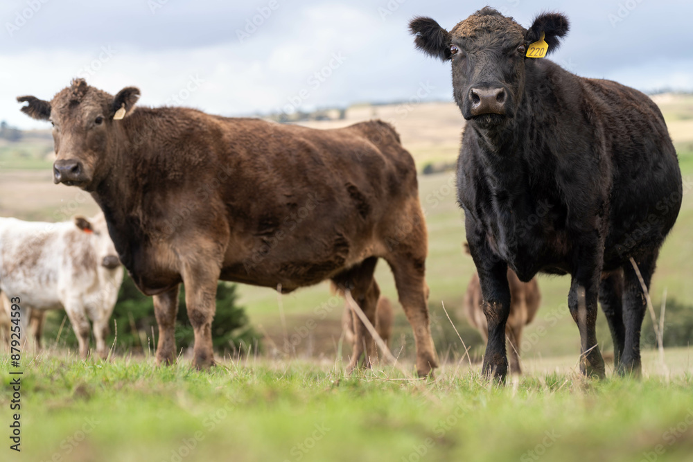 The Future of Livestock in Australian Agriculture: Sustainable Grazing, Technology, and Innovation for Environmental Resilience, cows grazing The Future of Livestock in Australian Agriculture: Sustainable Grazing, Technology, and Innovation for Environmental Resilience, cows grazing