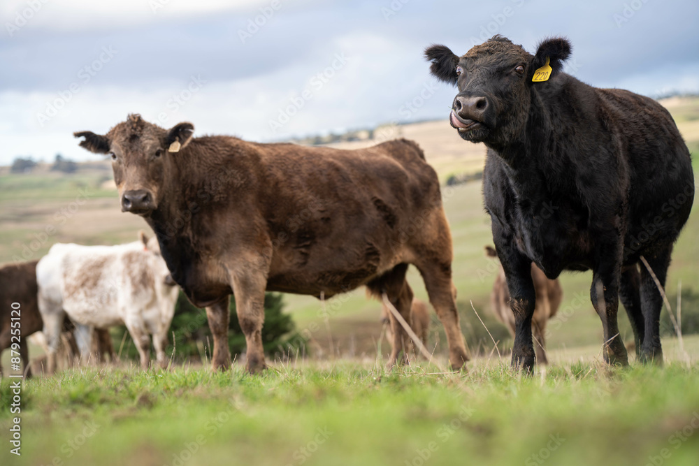 Australian wagyu cows grazing in a field on pasture. close up of a black angus cow eating grass in a paddock in springtime in australia and new zealand Australian wagyu cows grazing in a field on pasture. close up of a black angus cow eating grass in a paddock in springtime in australia and new zealand