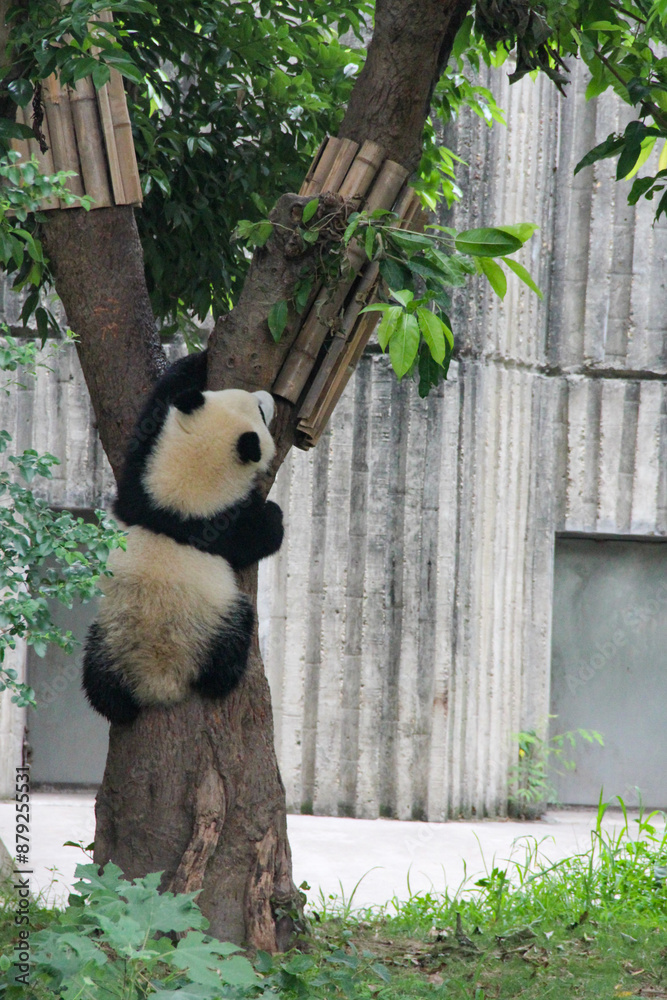 Fototapeta premium panda