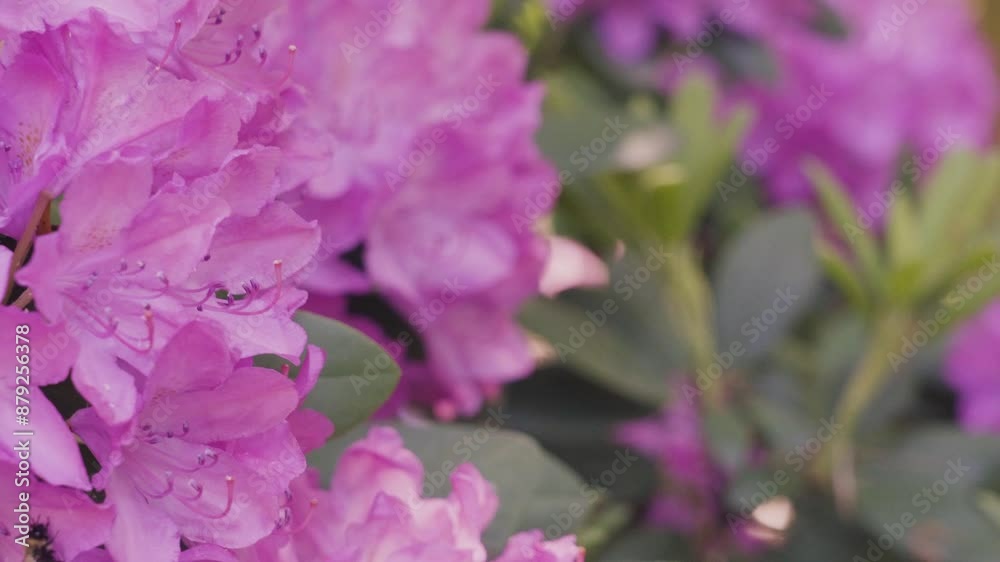 A bumble bee buzzing around while pollinating. A bumble bee buzzing around while pollinating.