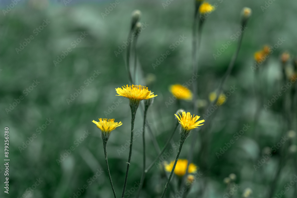 The plant is a rough hawksbeard with yellow flowers in a meadow closeup. Crepis biennis on a flower bed against a background of grass