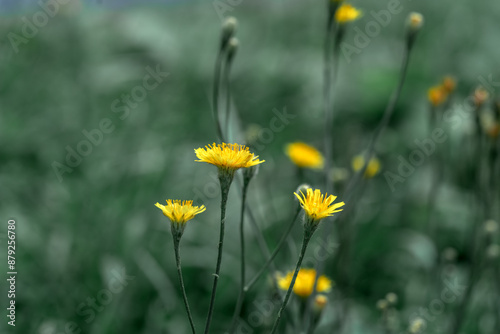 Obraz na płótnie The plant is a rough hawksbeard with yellow flowers in a meadow closeup. Crepis biennis on a flower bed against a background of grass w salonie