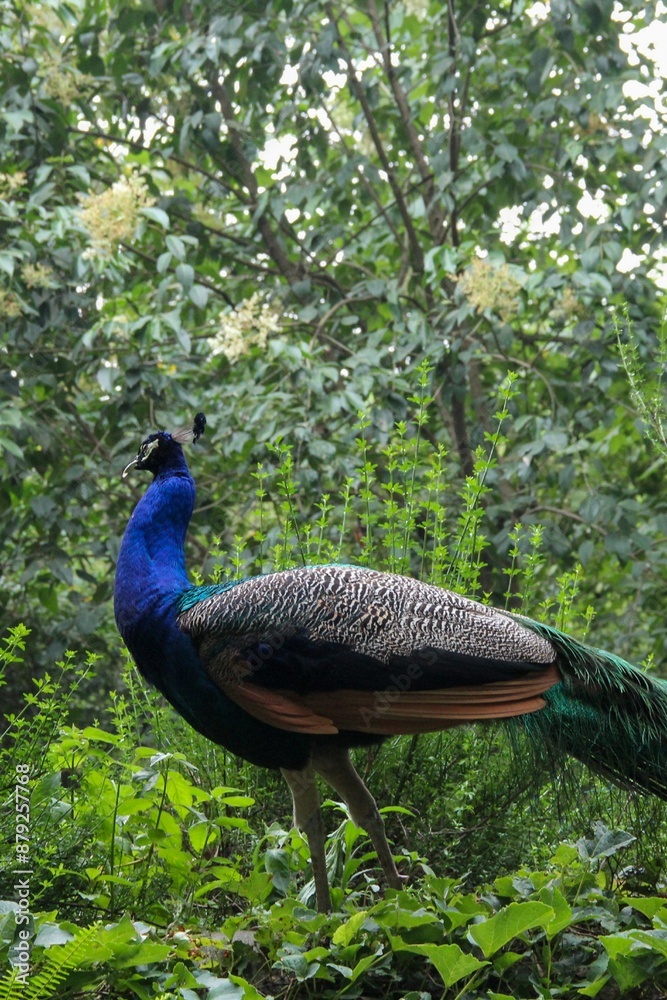 Obraz premium peacock in the woods