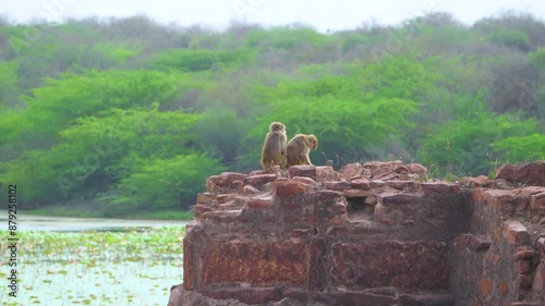 Indian Macaque monkeys sitting on a rock near a forest lake in van vihar of dholpur rajasthan in india photo