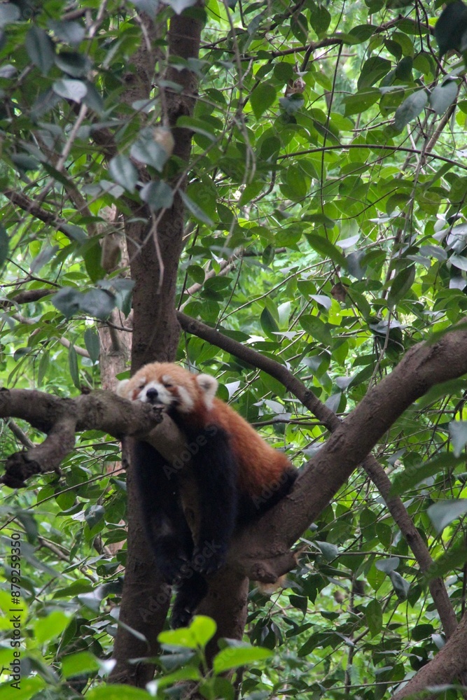 Fototapeta premium red panda in tree