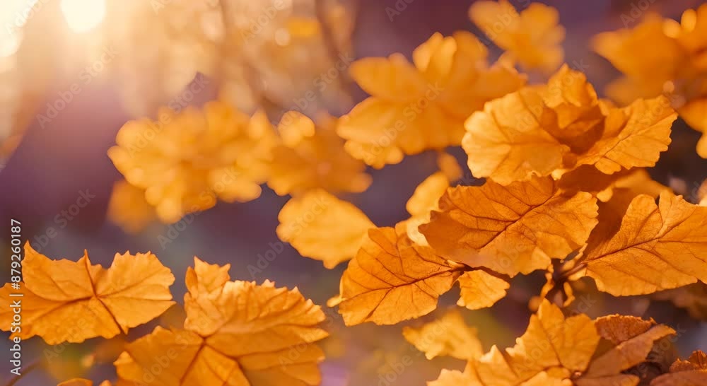 motion video about dry leaves in the forest as a quotes background, footage