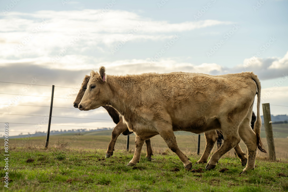 The Future of Livestock in Australian Agriculture: Sustainable Grazing, Technology, and Innovation for Environmental Resilience, cows grazing The Future of Livestock in Australian Agriculture: Sustainable Grazing, Technology, and Innovation for Environmental Resilience, cows grazing