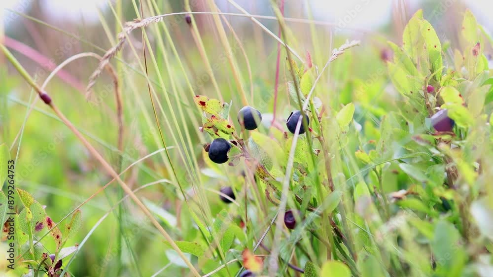 wild blueberries in the nature 4k 25fps video wild blueberries in the nature 4k 25fps video