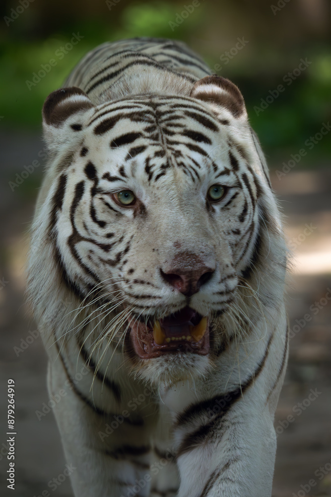 Bengal tiger (Panthera tigris tigris), portrait of an adult male leucistic variant white tiger or bleached. Big white tiger with green background. Bengal tiger (Panthera tigris tigris), portrait of an adult male leucistic variant white tiger or bleached. Big white tiger with green background.