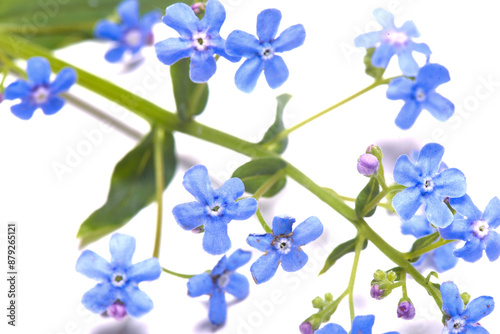 Myositis forget me not flowers isolated on the white background. Top view.