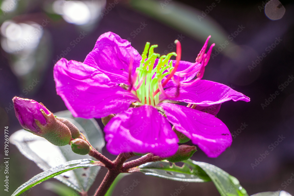 Malabar melastome, a purple flower in nature, a tree that is a symbol of a lush forest. of the tropical forest