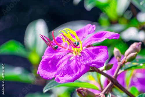 Malabar melastome, a purple flower in nature, a tree that is a symbol of a lush forest. of the tropical forest