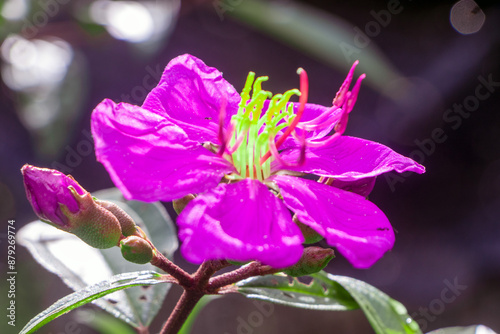 Malabar melastome, a purple flower in nature, a tree that is a symbol of a lush forest. of the tropical forest