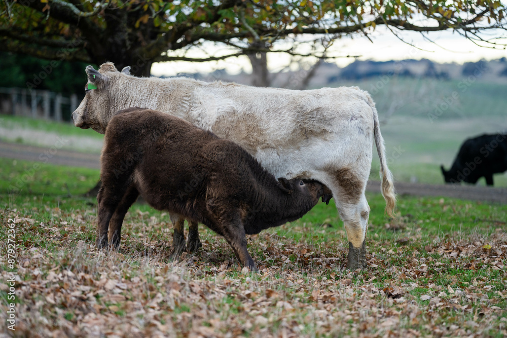 The Future of Livestock in Australian Agriculture: Sustainable Grazing, Technology, and Innovation for Environmental Resilience, cows grazing The Future of Livestock in Australian Agriculture: Sustainable Grazing, Technology, and Innovation for Environmental Resilience, cows grazing