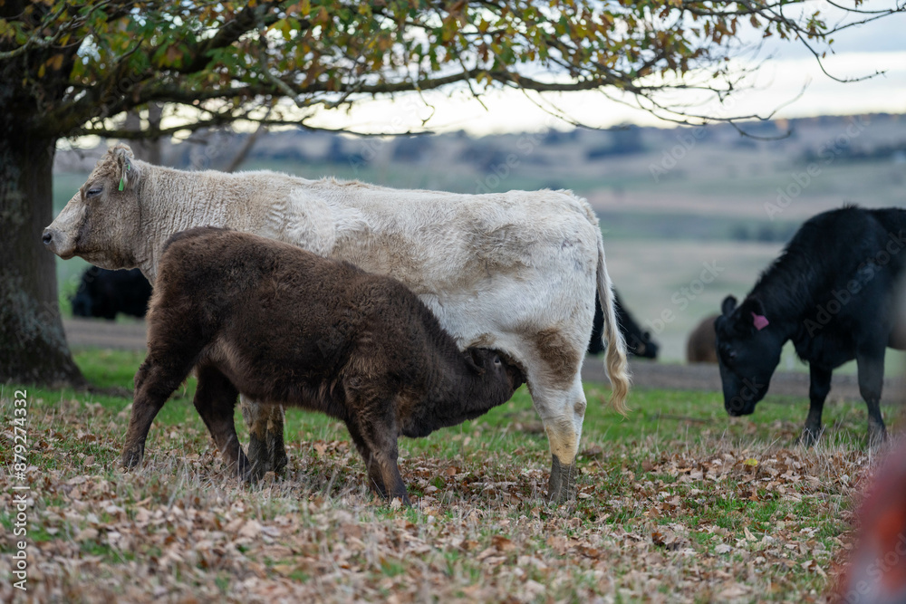 Australian wagyu cows grazing in a field on pasture. close up of a black angus cow eating grass in a paddock in springtime in australia and new zealand Australian wagyu cows grazing in a field on pasture. close up of a black angus cow eating grass in a paddock in springtime in australia and new zealand