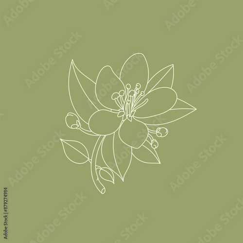 Neroli flower illustration with pistil and leaves.