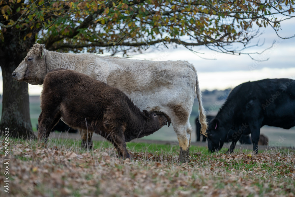 Sustainable Agriculture Practices: Enhancing Ecosystems, Livelihoods, and Resilience through Holistic, Carbon-neutral Approaches grazing cows and bulls on pasture Sustainable Agriculture Practices: Enhancing Ecosystems, Livelihoods, and Resilience through Holistic, Carbon-neutral Approaches grazing cows and bulls on pasture