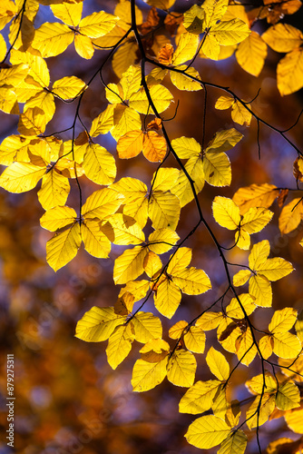 Close up of beech leaves in autumntime