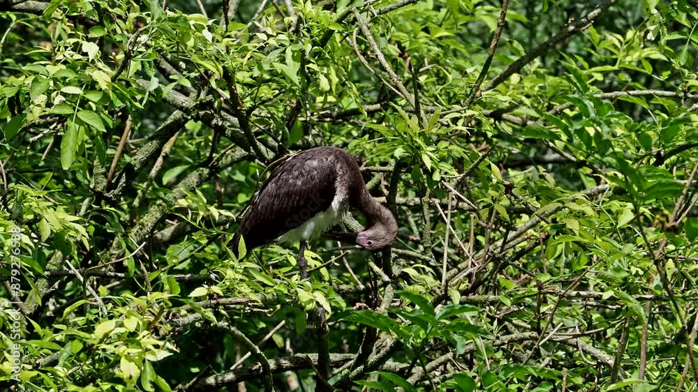 The Glossy ibis, Plegadis falcinellus is a wading bird in the ibis family Threskiornithidae.