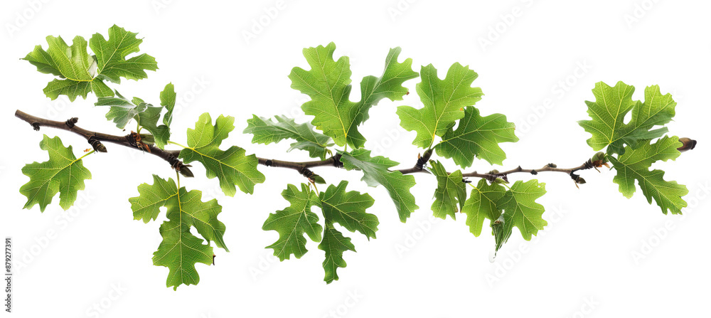 Green Oak Branch with Leaves, Isolated on White Background: Botanical Illustration, Natural Element Green Oak Branch with Leaves, Isolated on White Background: Botanical Illustration, Natural Element