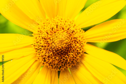 yellow flower closeup