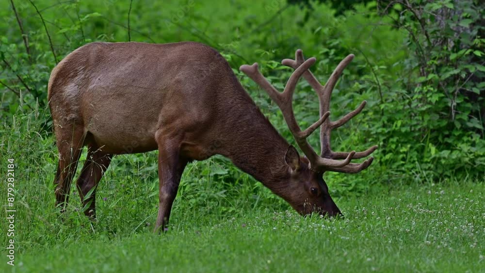 Bull Elk feeding in grasses