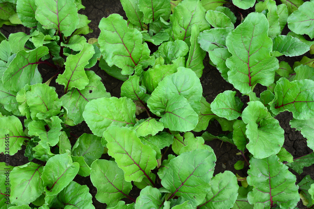 a field of green beetroot plant top view a field of green beetroot plant top view