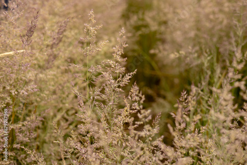 Bent grass also known as bentgrass or colonial bent or Agrostis capillaris. Abstract neutral background. © mdyn