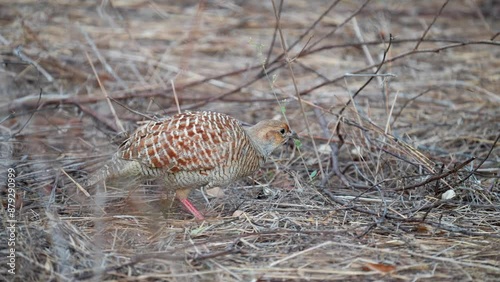 Grey Francolin (Ortygornis pondicerianus) searching for food in Jhalana nature reserve, India photo