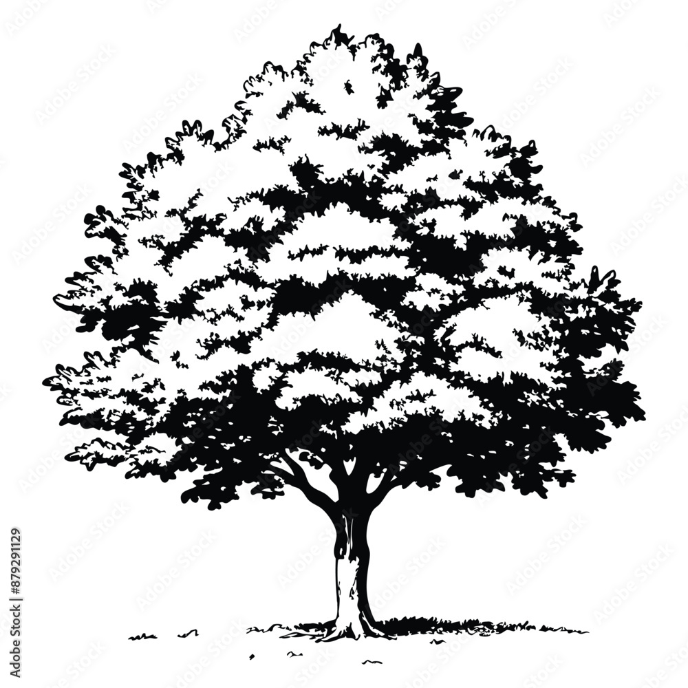 Fototapeta premium Maple tree ink sketch. Hand drawn vector illustration isolated on white background. Vintage style.