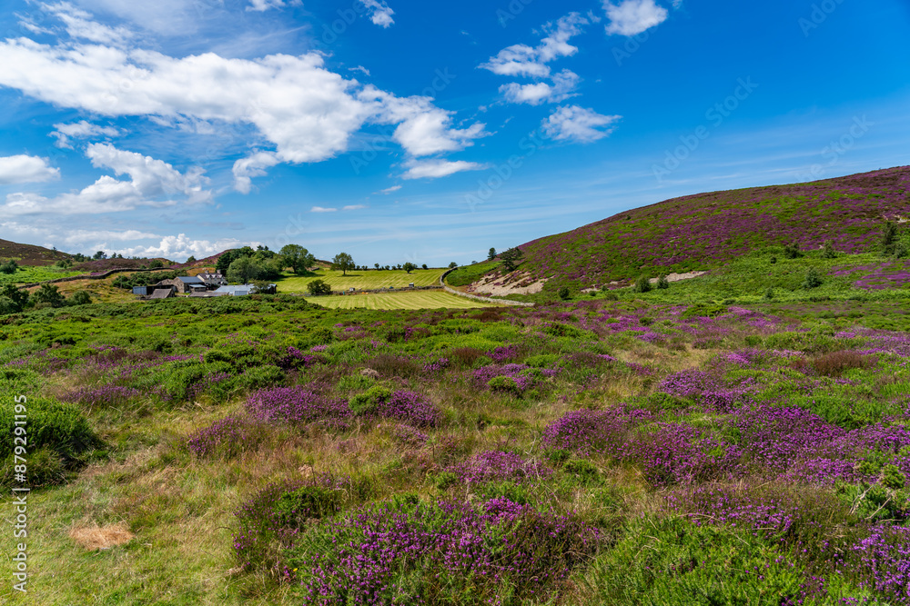 Heather in full bloom on Conwy Mountain North Wales Heather in full bloom on Conwy Mountain North Wales