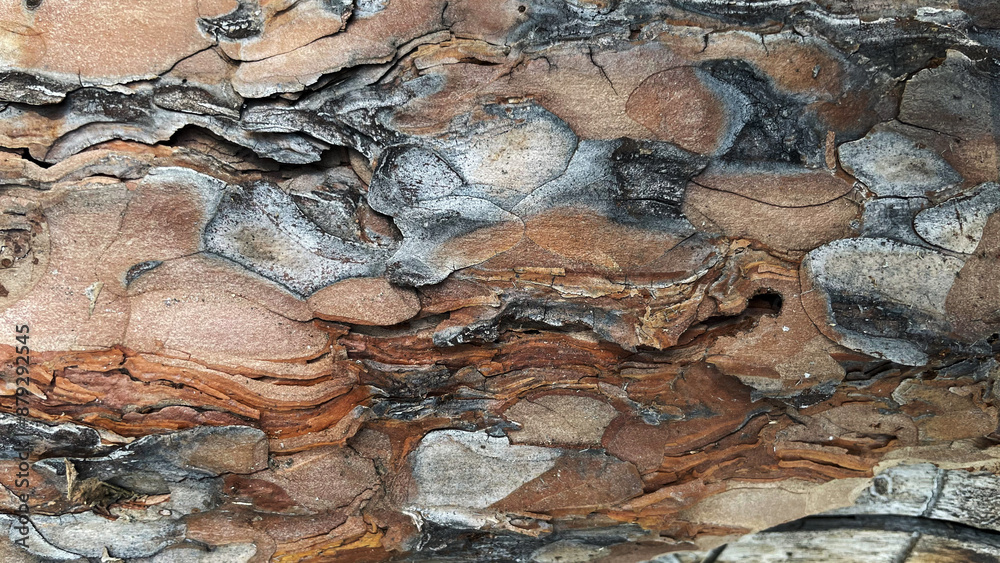 Background with macro pine bark Background with macro pine bark
