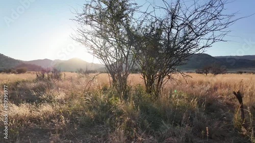 Savannah Skyline At Pilanesberg National Park In North West South Africa. African Animals Landscape. Pilanesberg National Park. Pilanesberg National Park At North West South Africa. Big Five Animals.