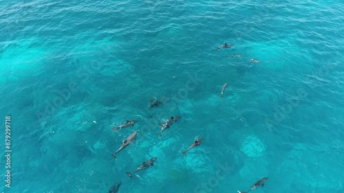 Wallpaper Mural Aerial View Dolphins in the Red Sea of Egypt shot on Drone 4K Torontodigital.ca