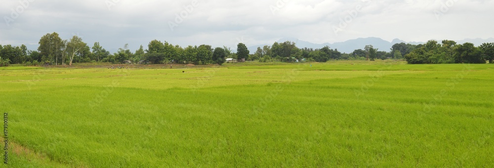 Obraz premium landscape with green rice field