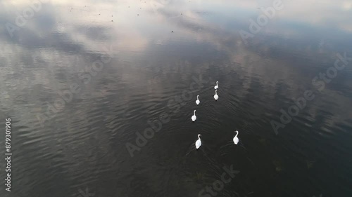 The camera follows a family of buoyant swans on the calm waters of a lake. photo