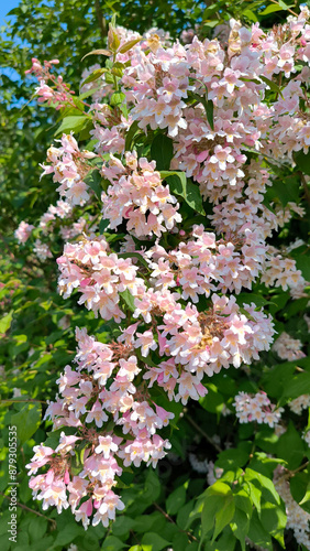 Kolkwitzia amabilis - Beauty Bush in pink blossom